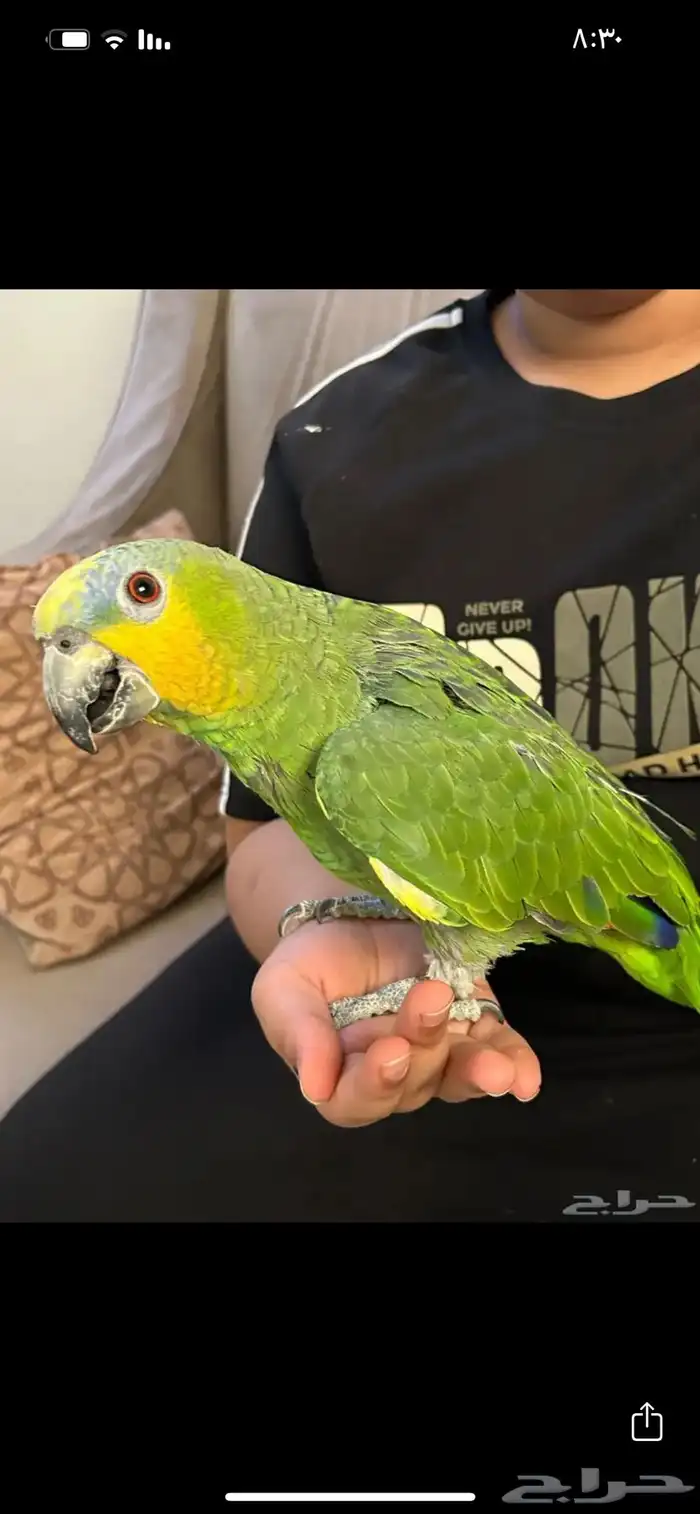 ببغاء امزوني أليف 0