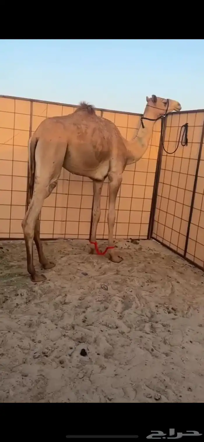 بكره 0