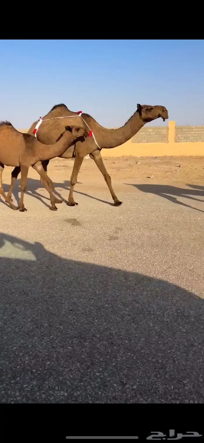 عشرا ثنيه تحتها بكره 0