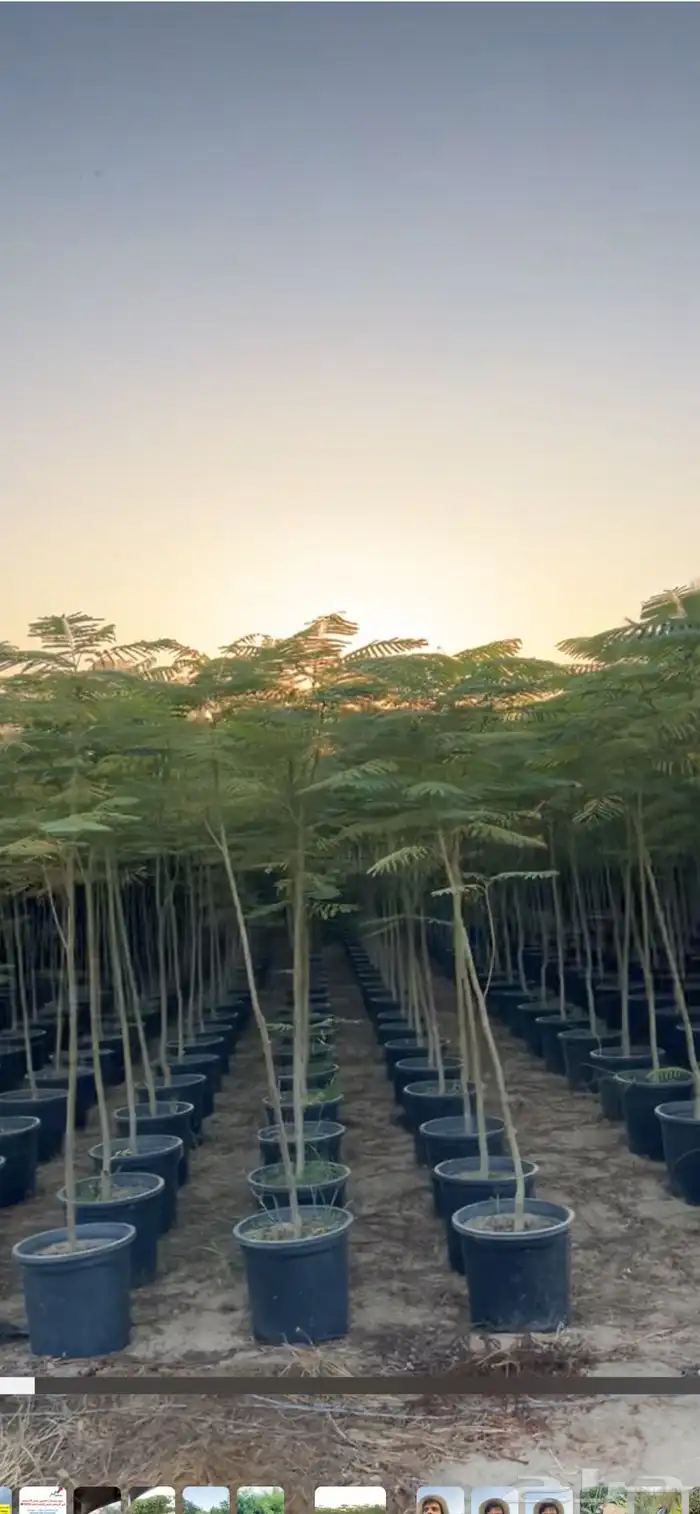 مشتل مؤسسة ميم للتشجير 9