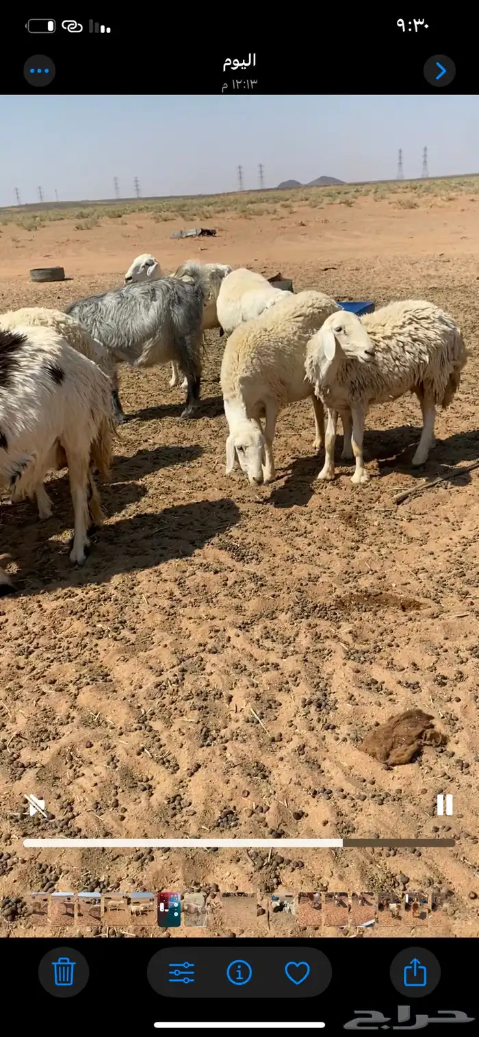 حريات مضاريع جذعات وثنوات 4