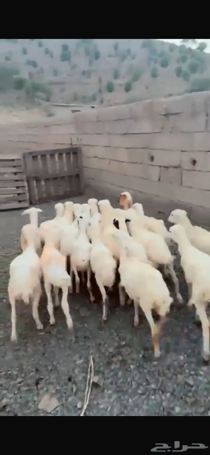 رخال رفيدية محايل عسير 4