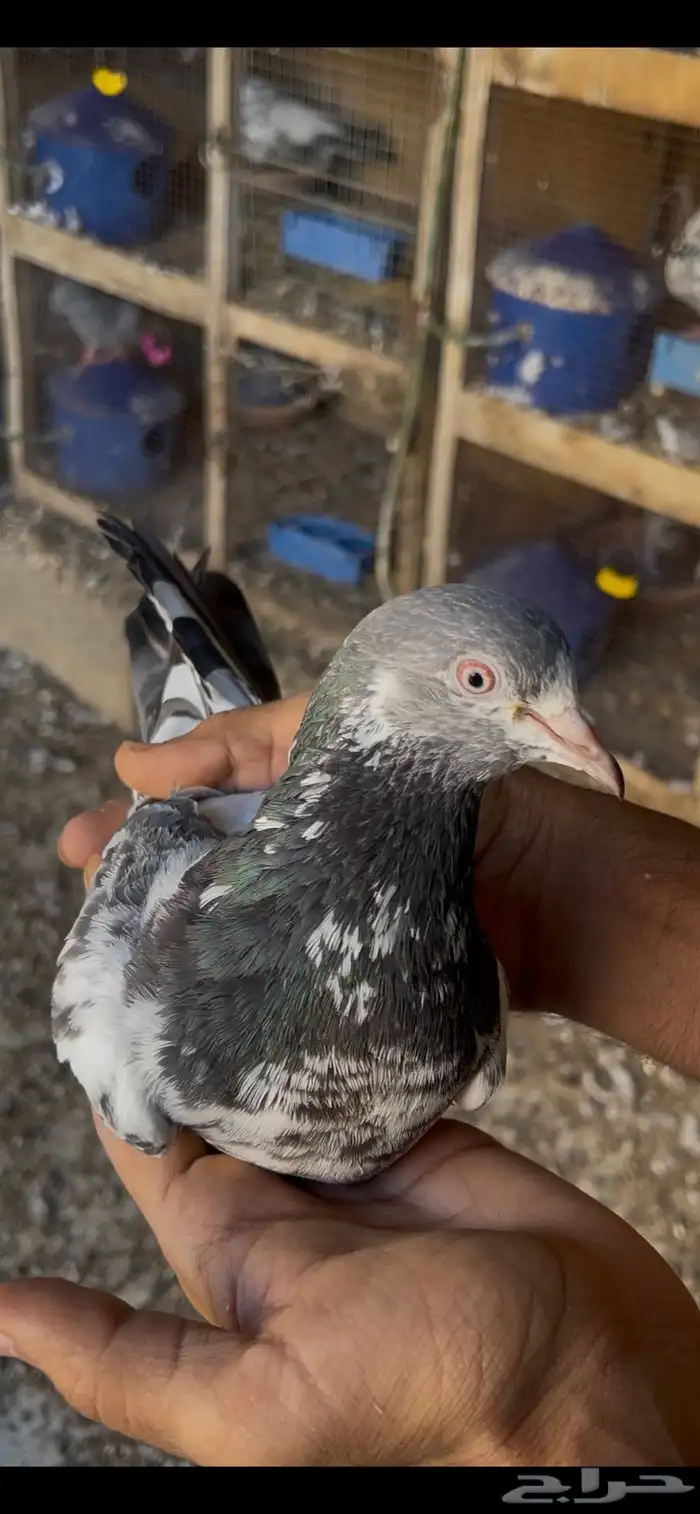 حمام بكستاني 18