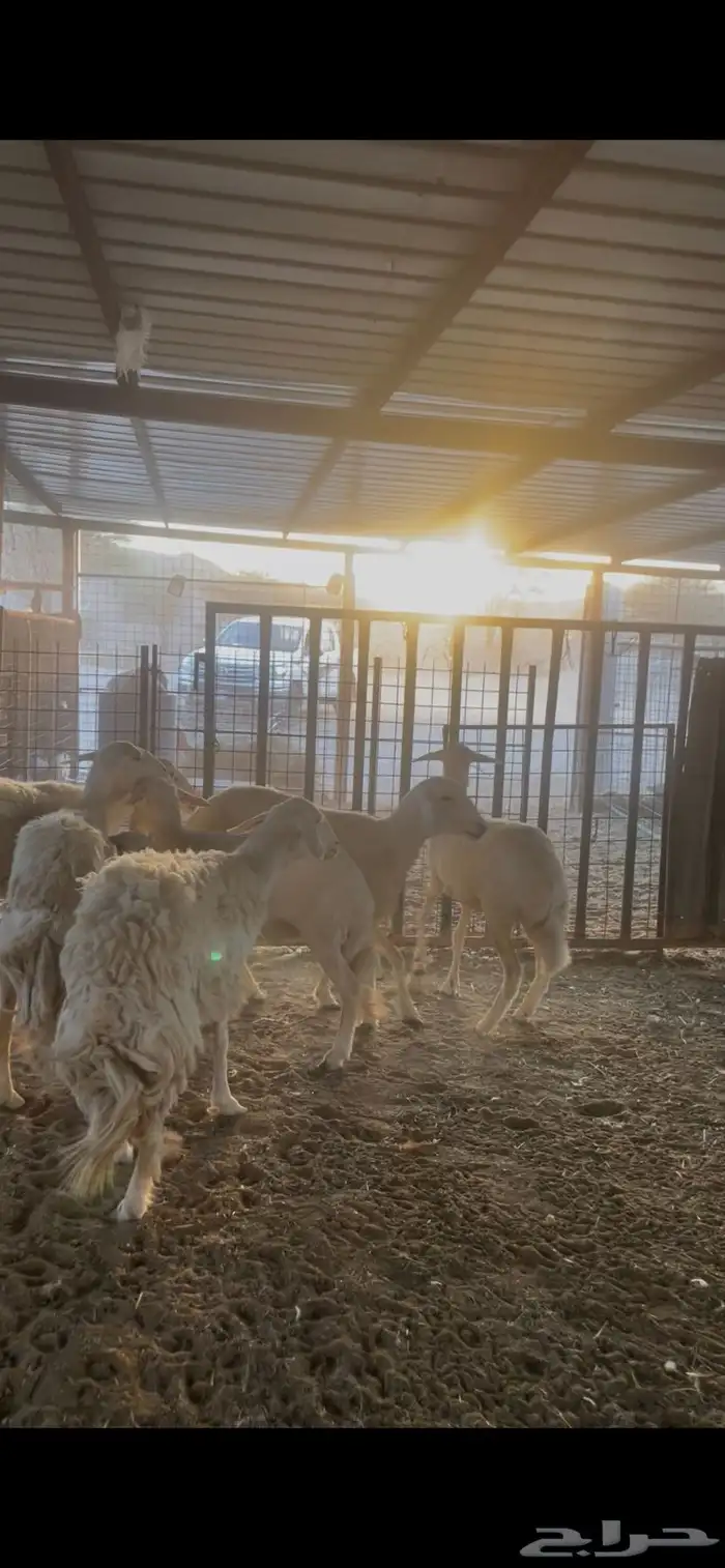 شياة حريات ثنوات وربع ووحده متبع 2