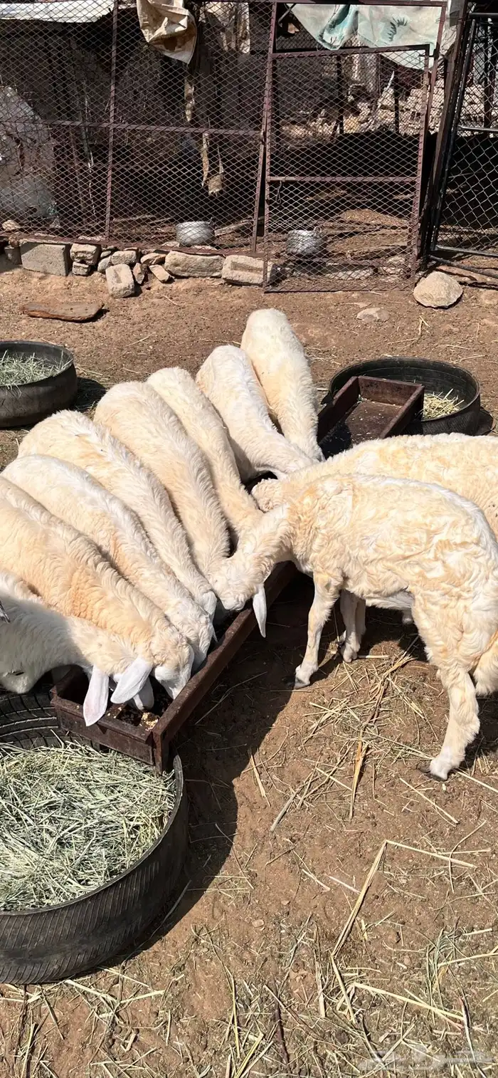 طليان ورخال 1