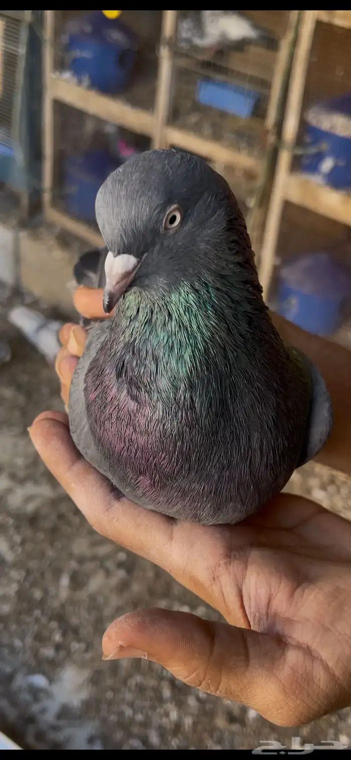 حمام بكستاني 21