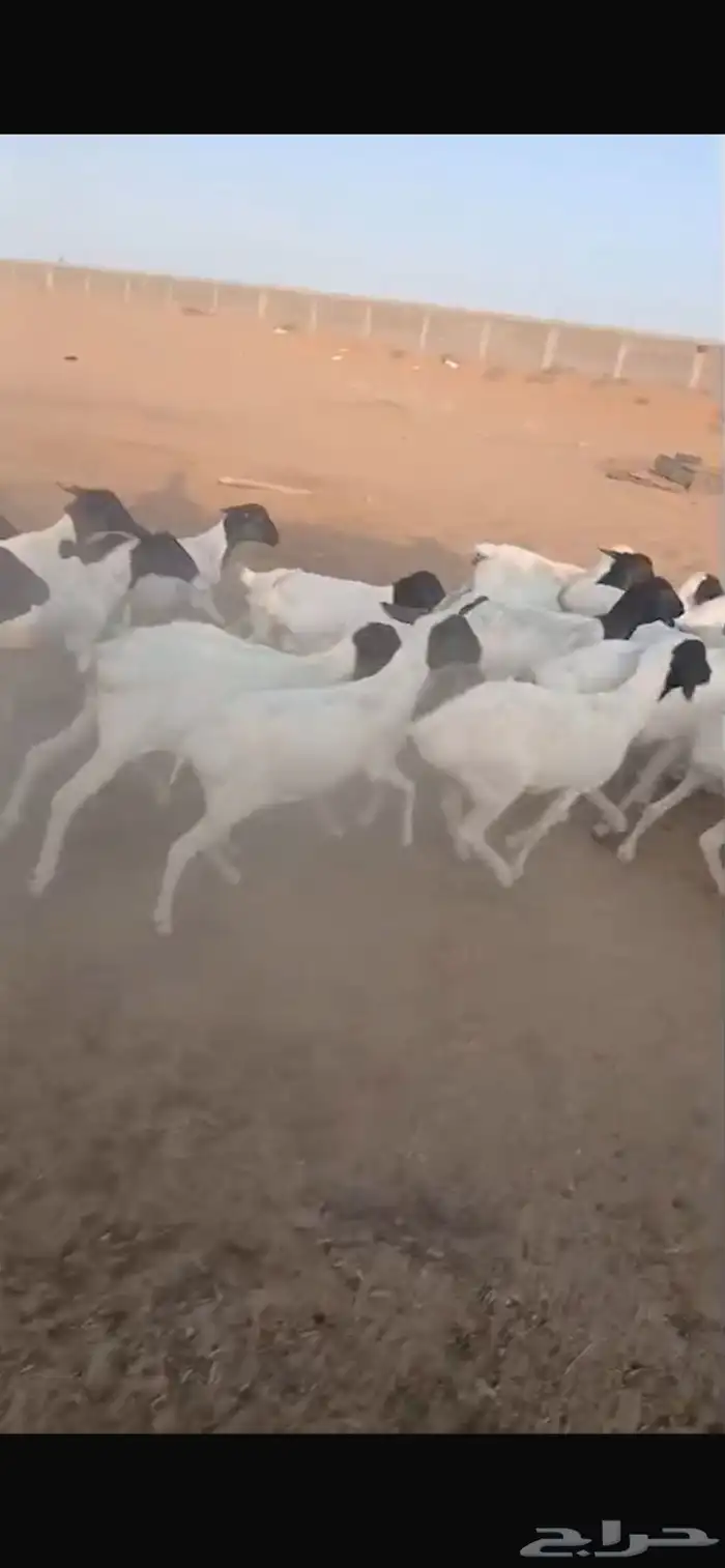 غنم برابر 4