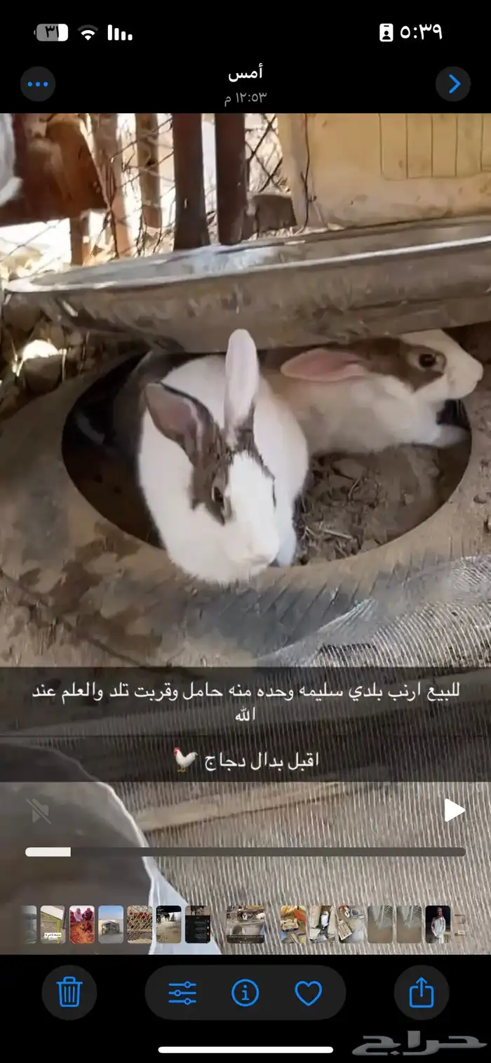 ارنب بلدي انثي 2