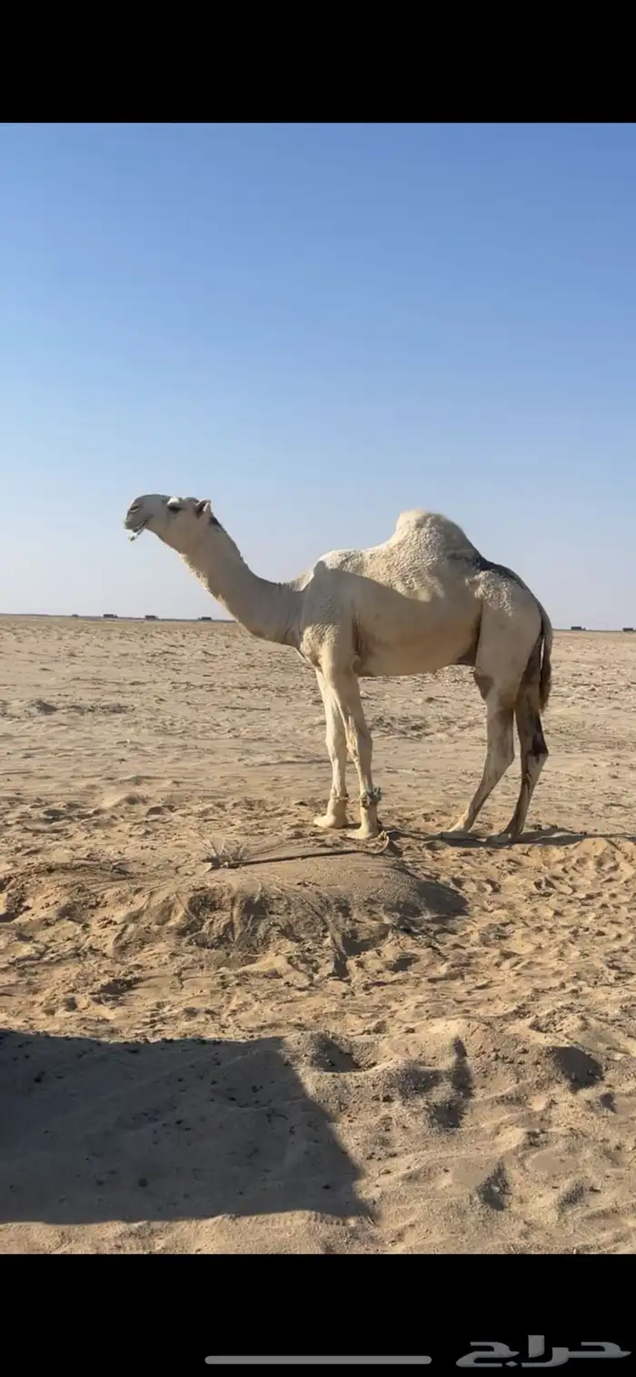 ابل وضح بمعداتها ورحولها 30
