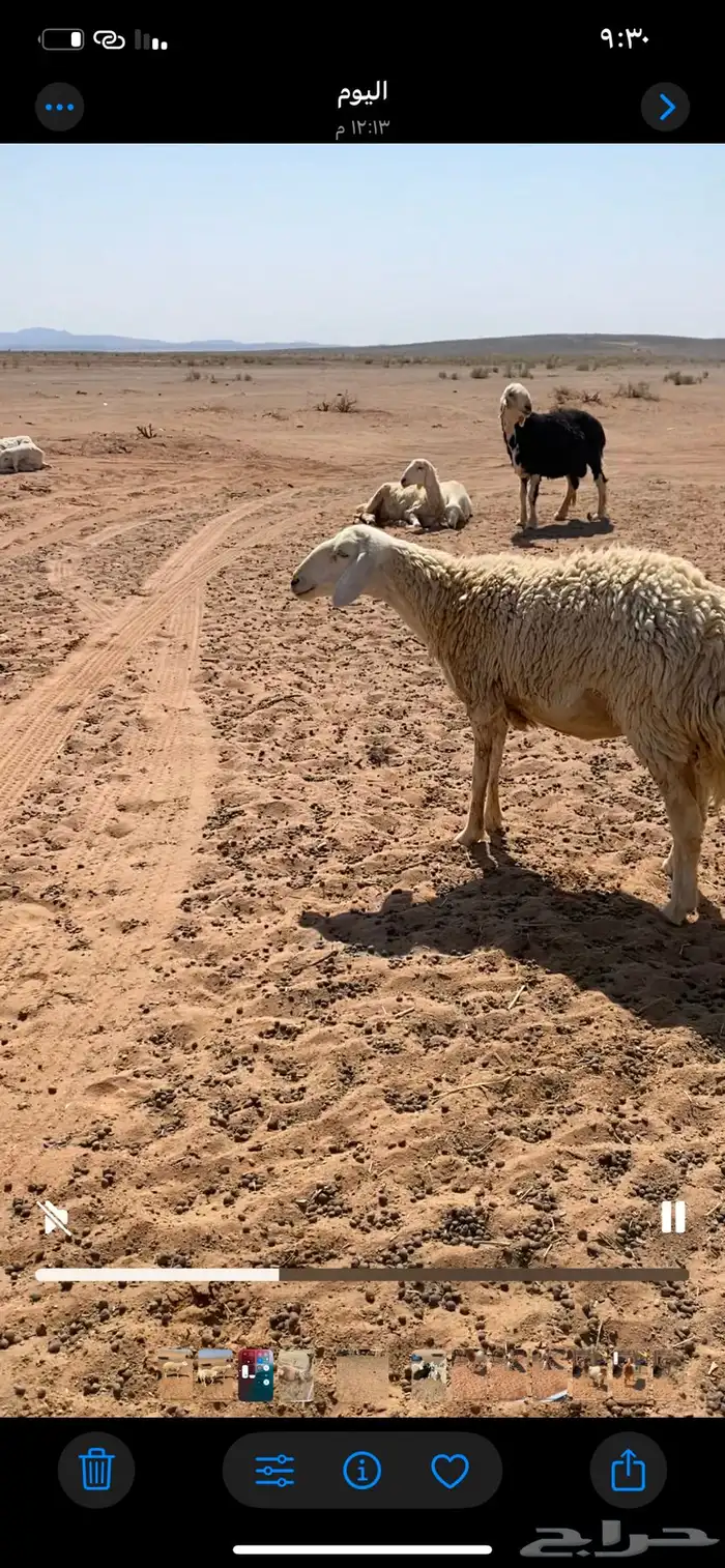 حريات مضاريع جذعات وثنوات 10