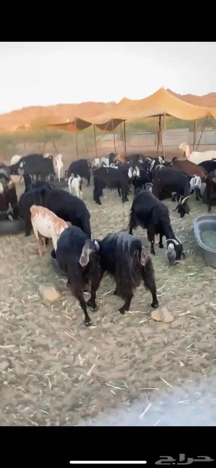 معزا مراح واحد للبيع طيبه 2