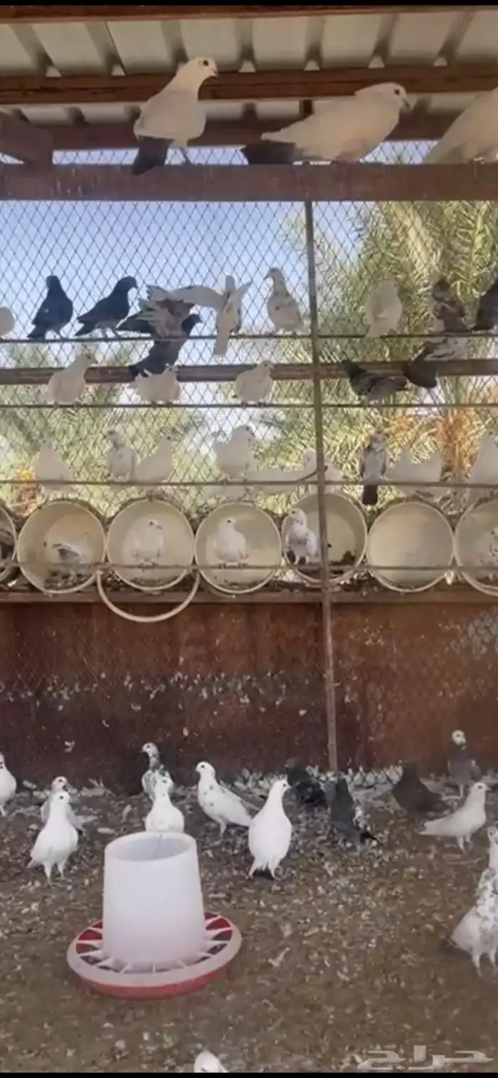 حمام هندي منتج للبيع 0