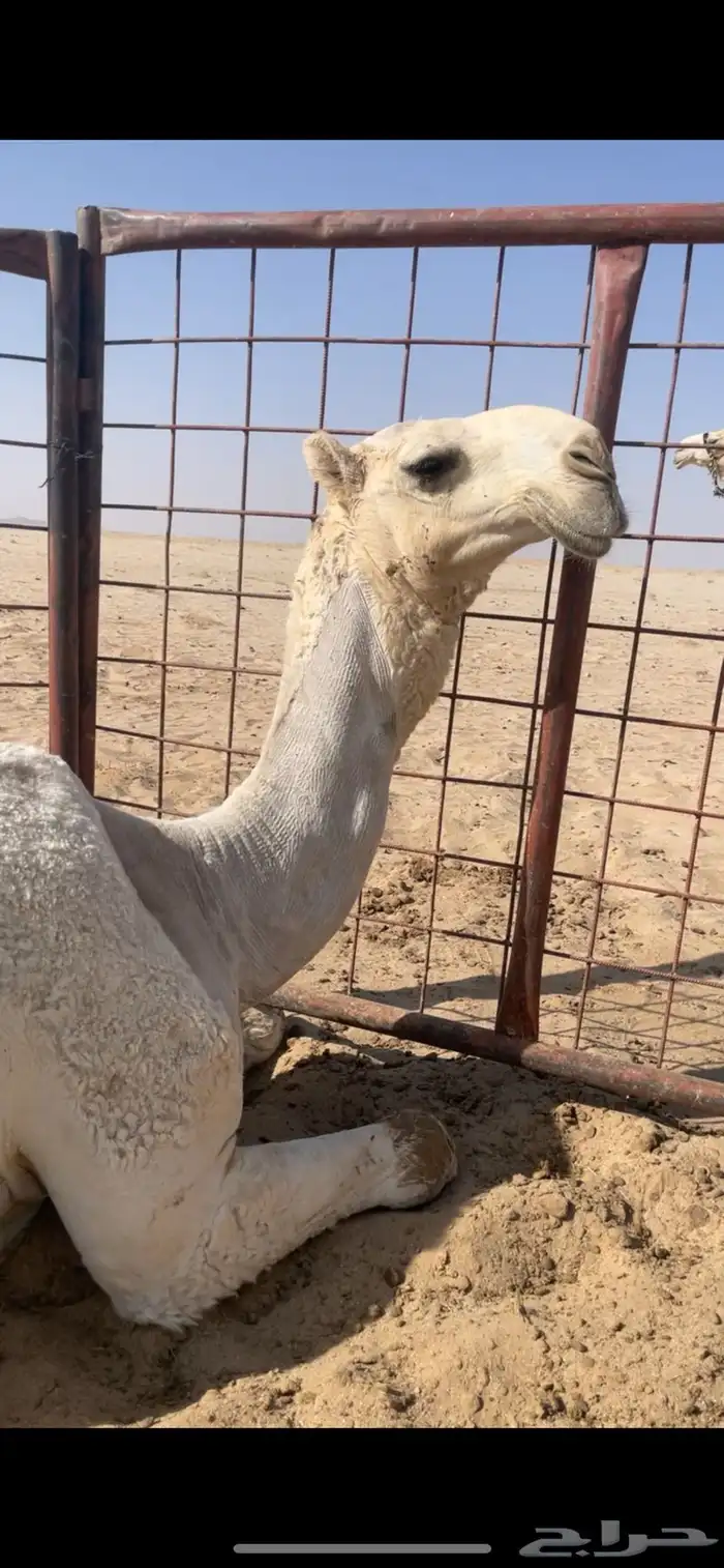 ابل وضح بمعداتها ورحولها 16