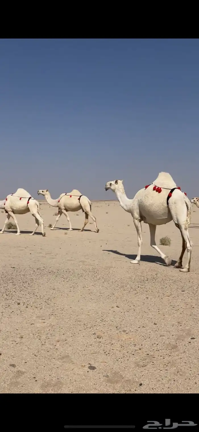 ابل وضح بمعداتها ورحولها 0