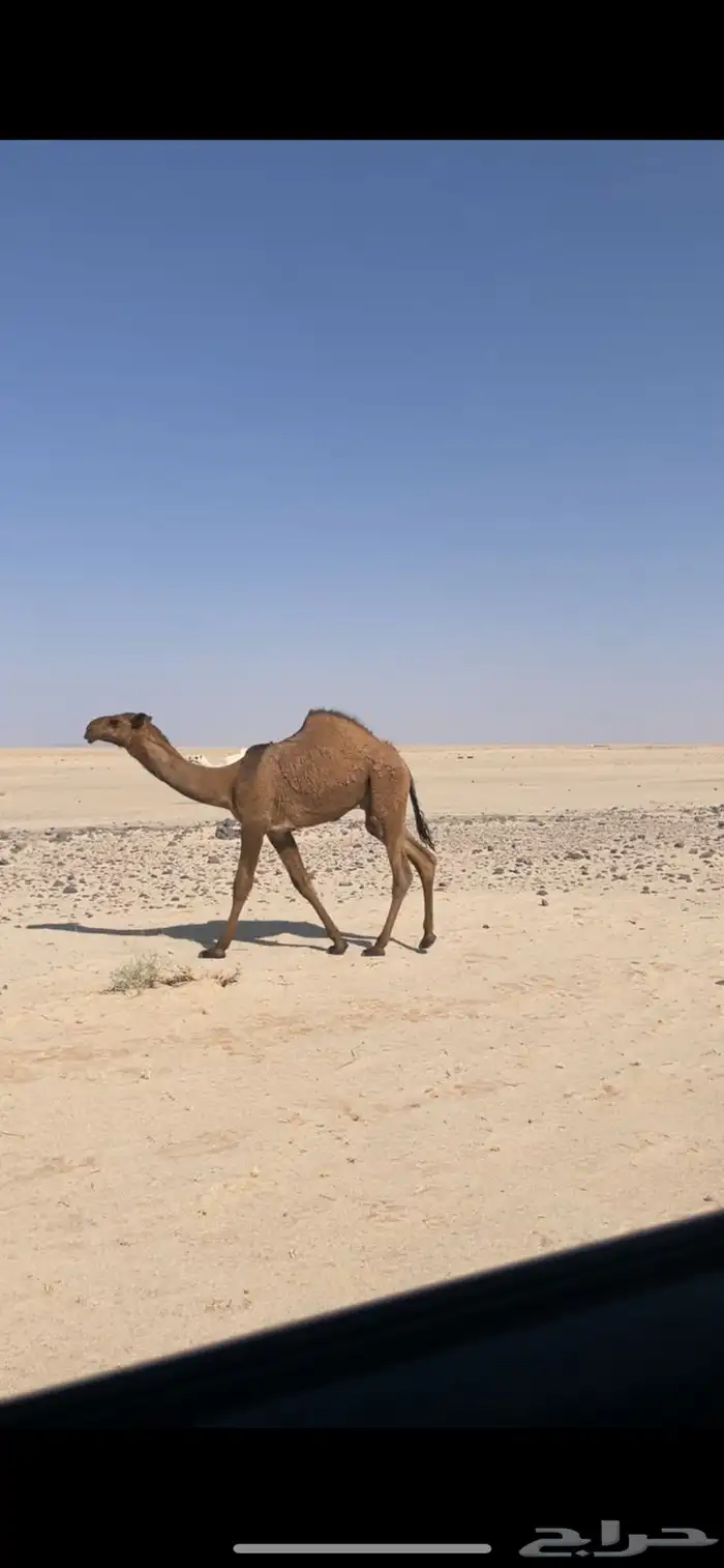 ابل وضح بمعداتها ورحولها 11
