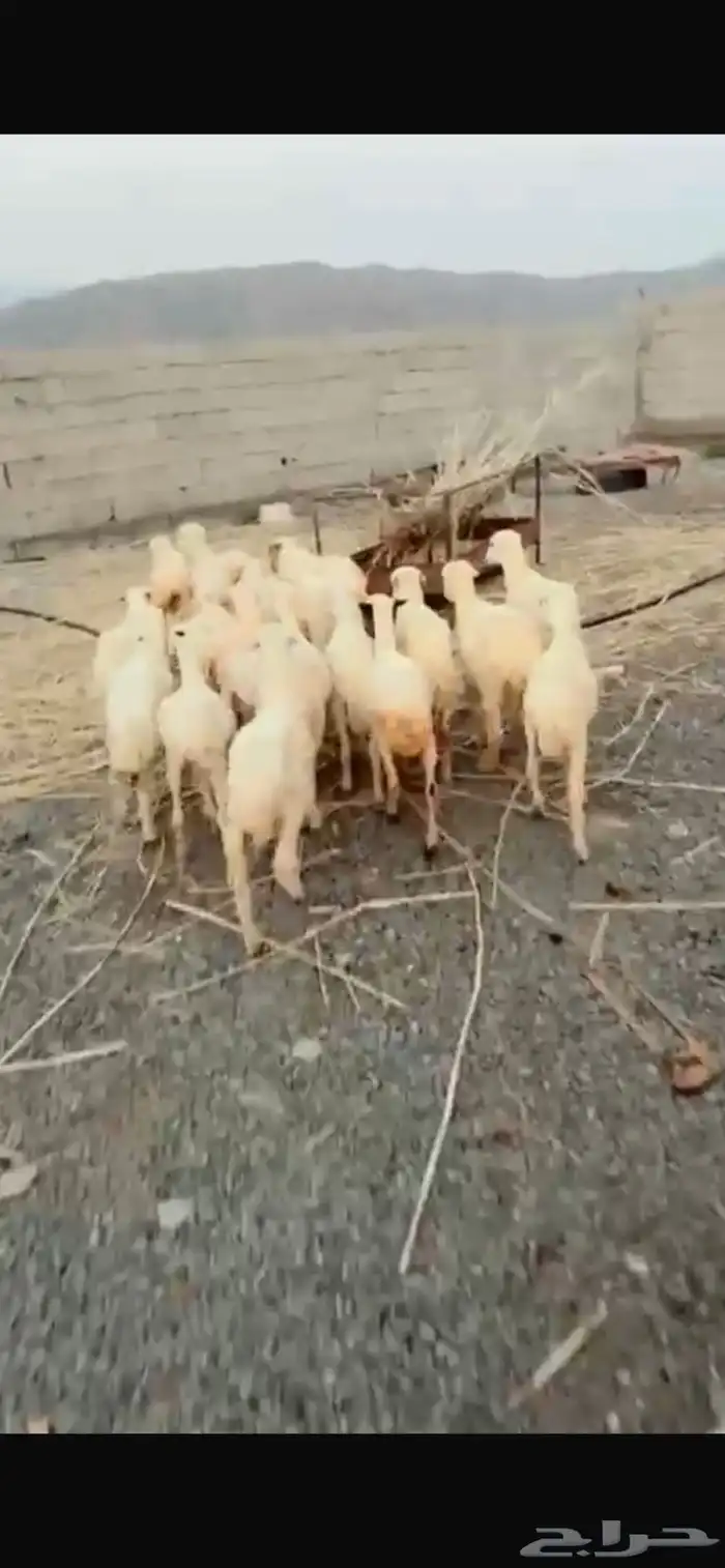 رخال رفيدية محايل عسير 0