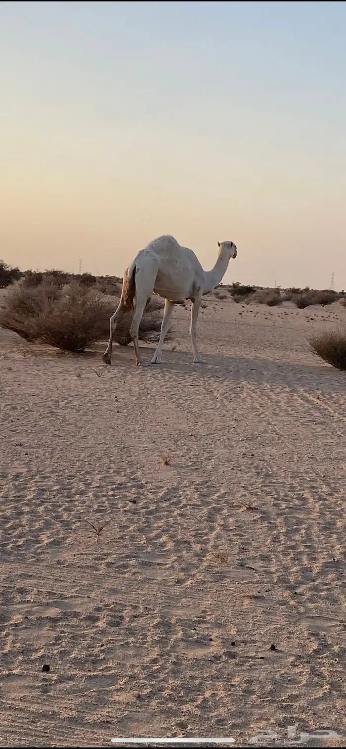 ناقه عفراء خفوت كفو 2