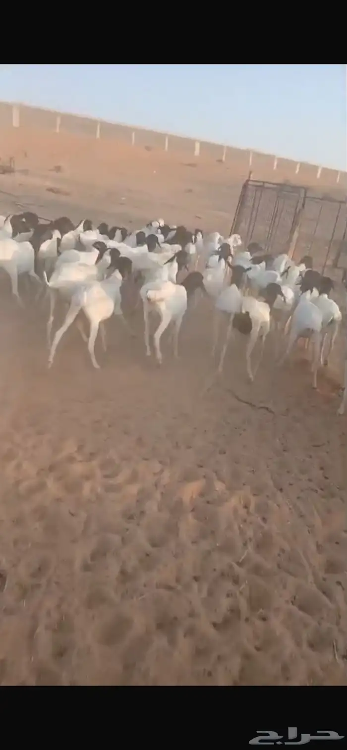 غنم برابر 2