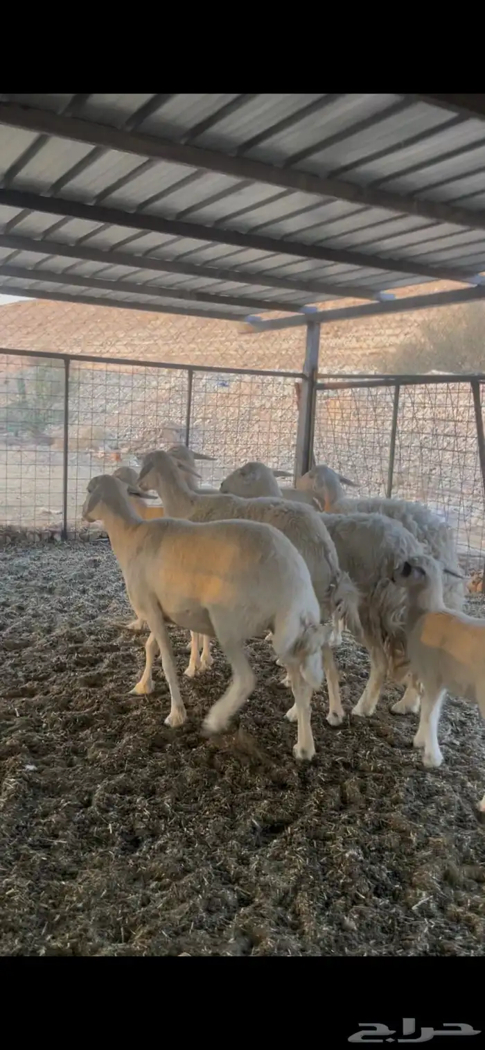 شياة حريات ثنوات وربع ووحده متبع 3