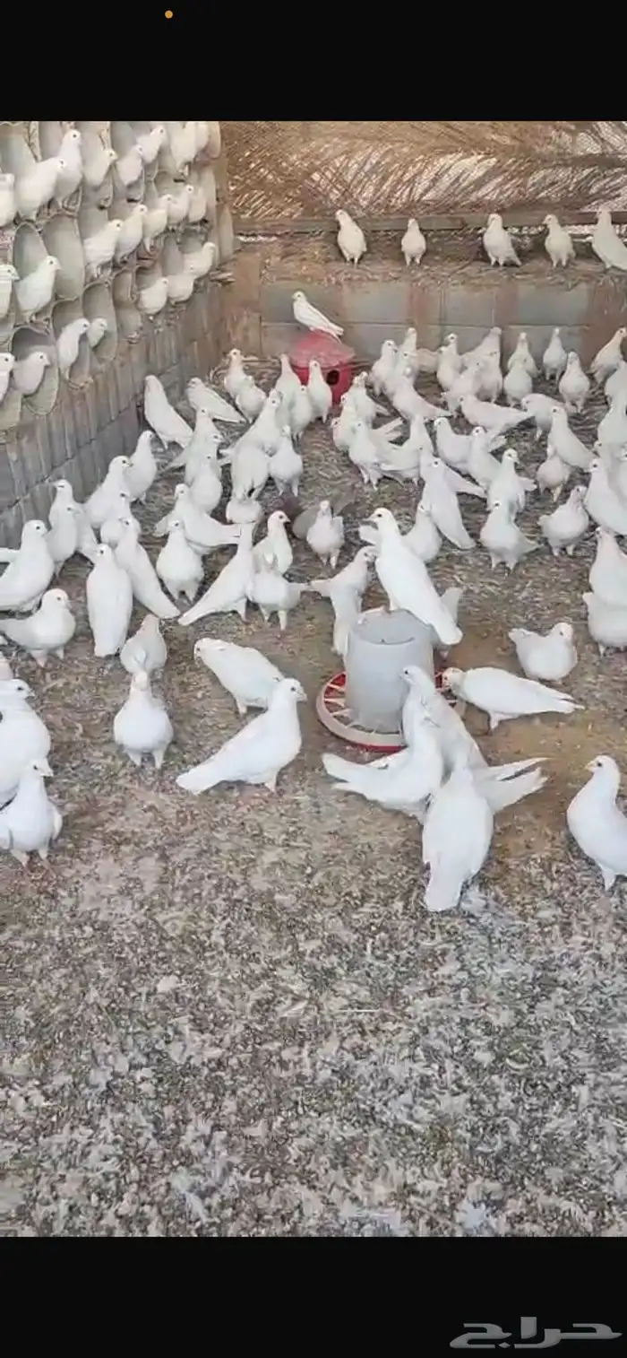 حمام بلدى منتج معظمه خليط من لاحم فرنسي 4