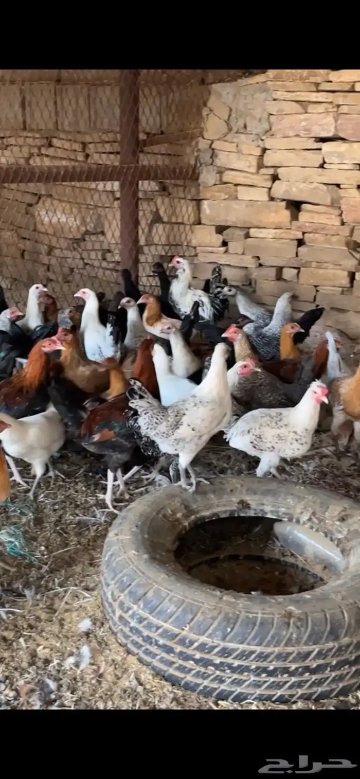 دجاج بلدي و بط 1