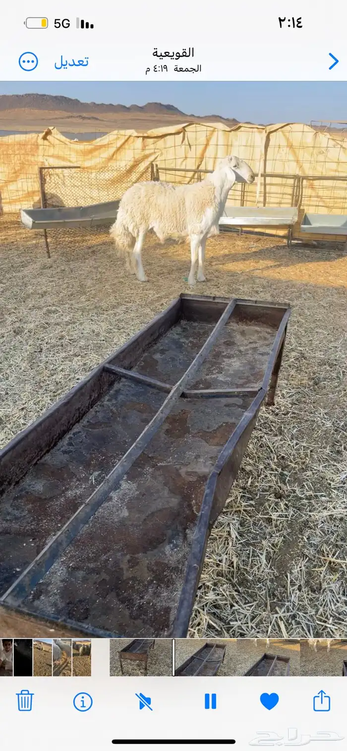 طلي فحل صنف 2