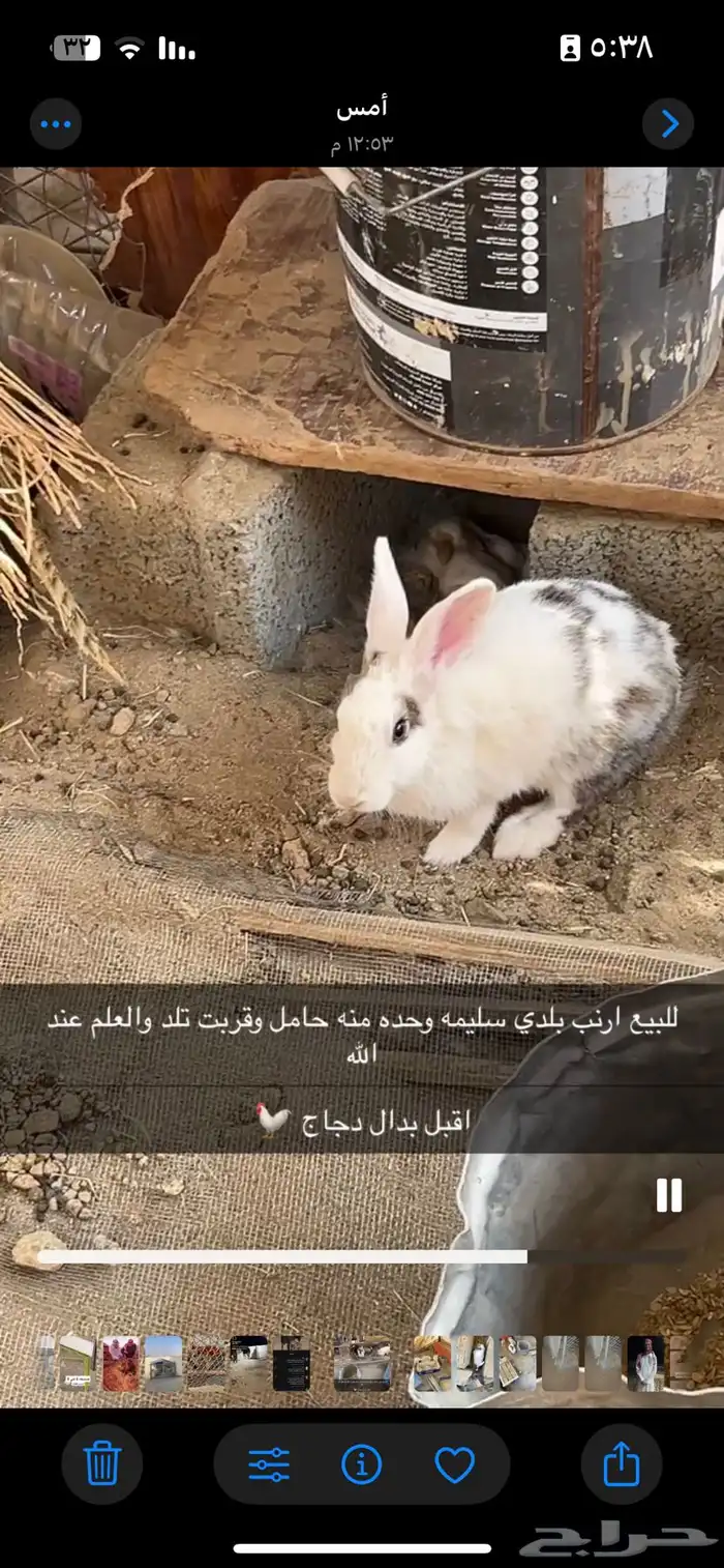 ارنب بلدي انثي 3