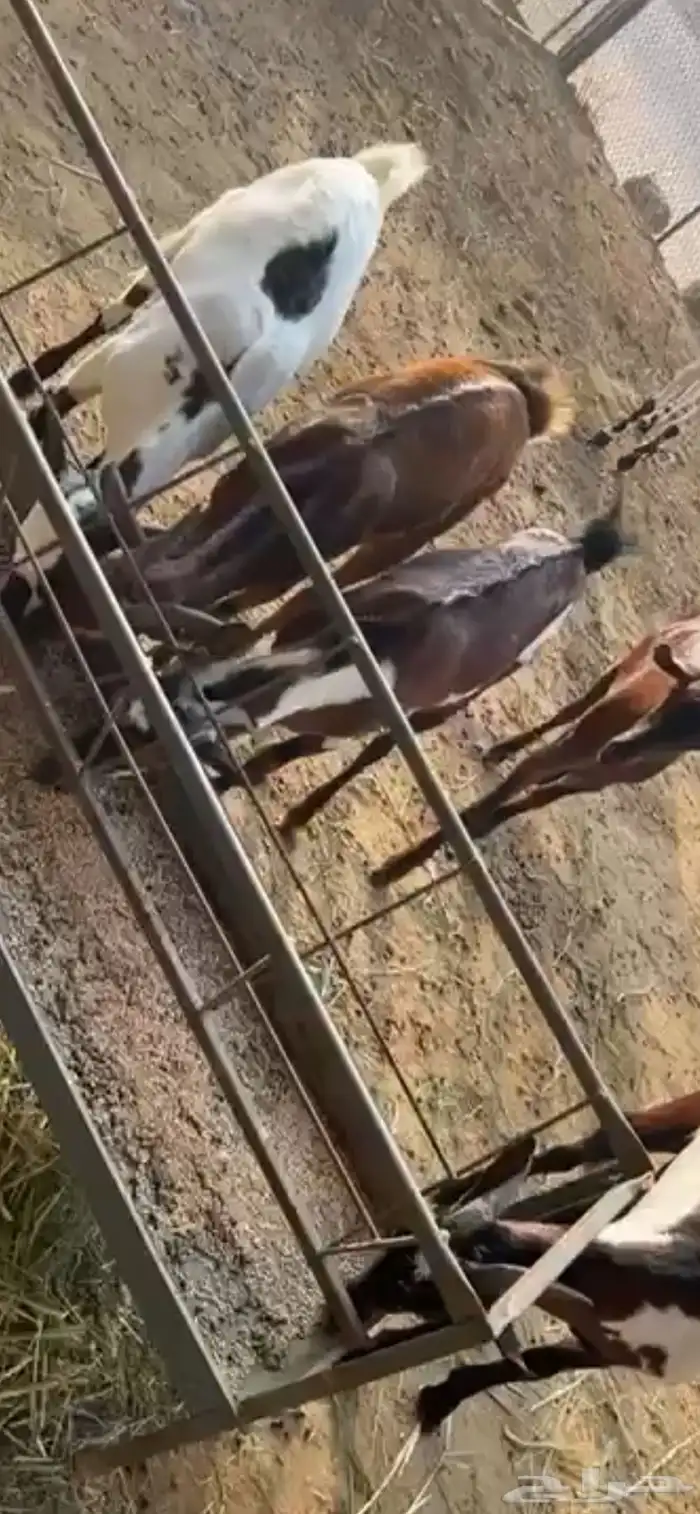 ذبايح للبيع يوجد تابي وتمارا 0