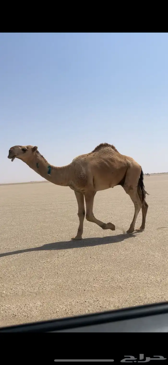 ابل وضح بمعداتها ورحولها 14