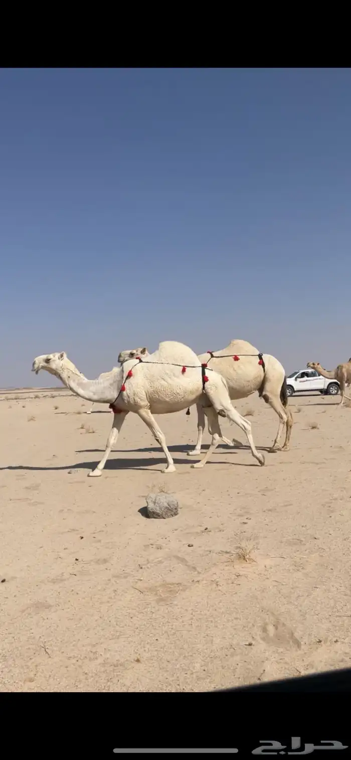 ابل وضح بمعداتها ورحولها 2