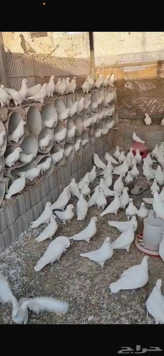 حمام بلدى منتج معظمه خليط من لاحم فرنسي 3