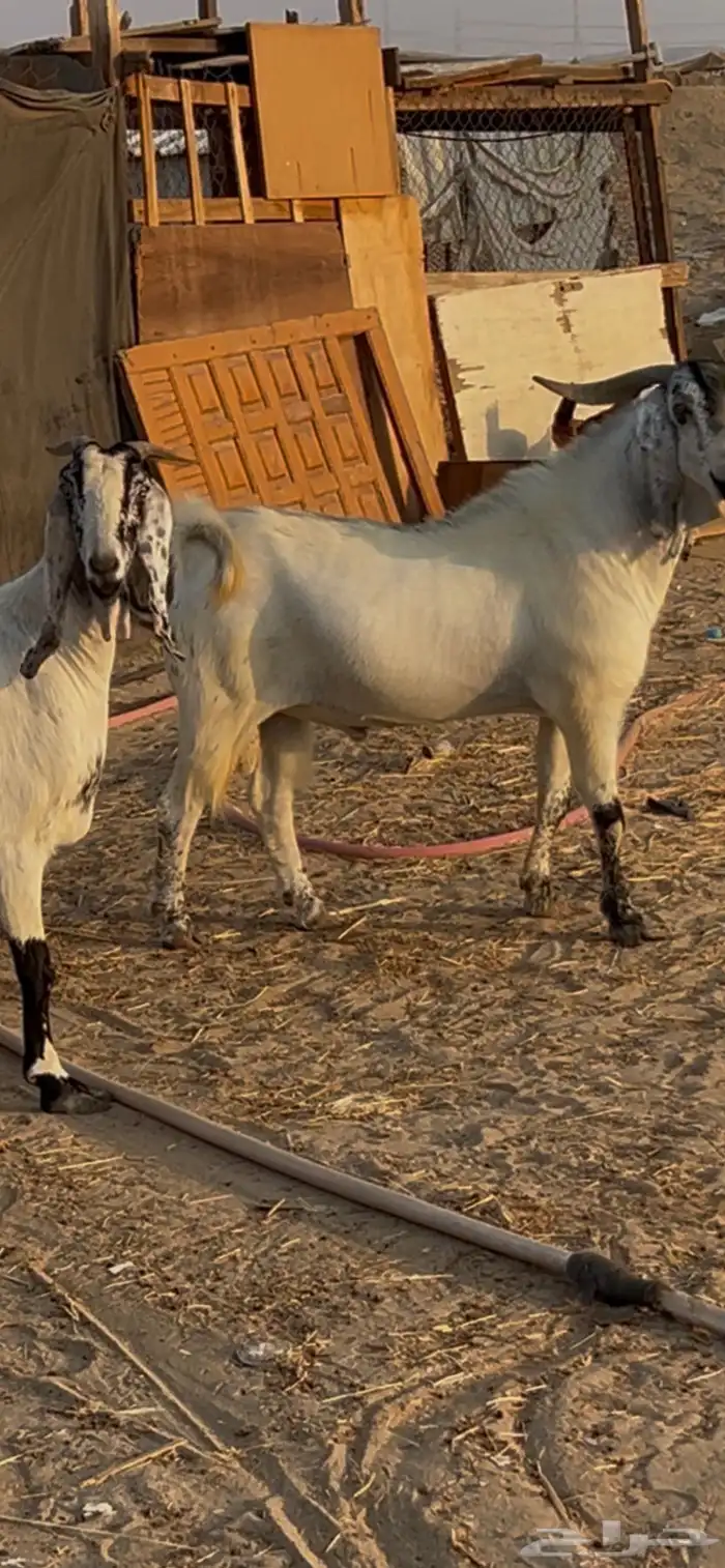 تيس بيشي فحل صنف 4