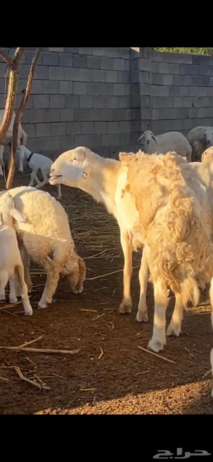 فحل مشروط صنف 0