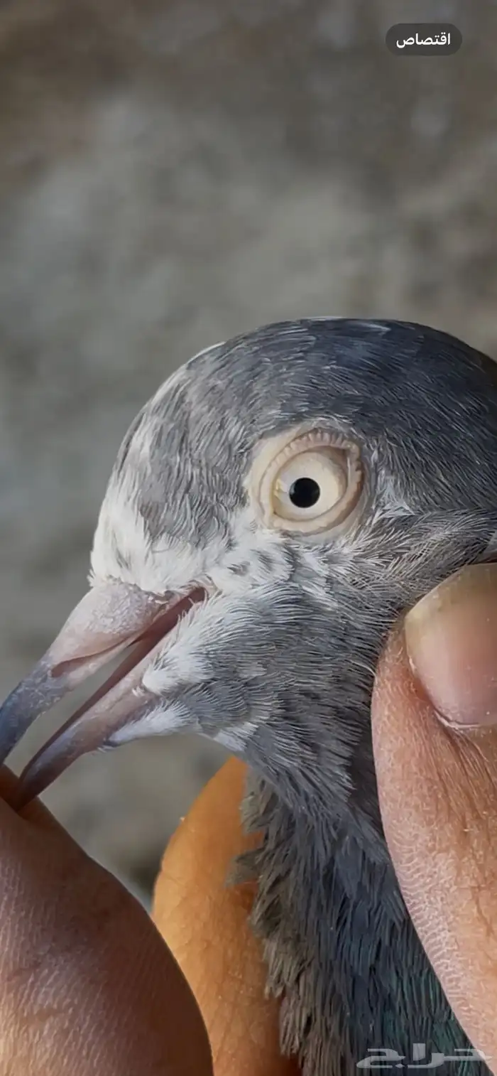 حمام بكستاني 13