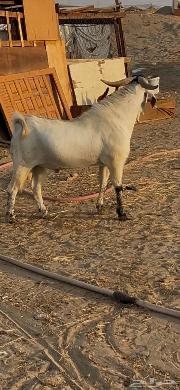 تيس بيشي فحل صنف 0