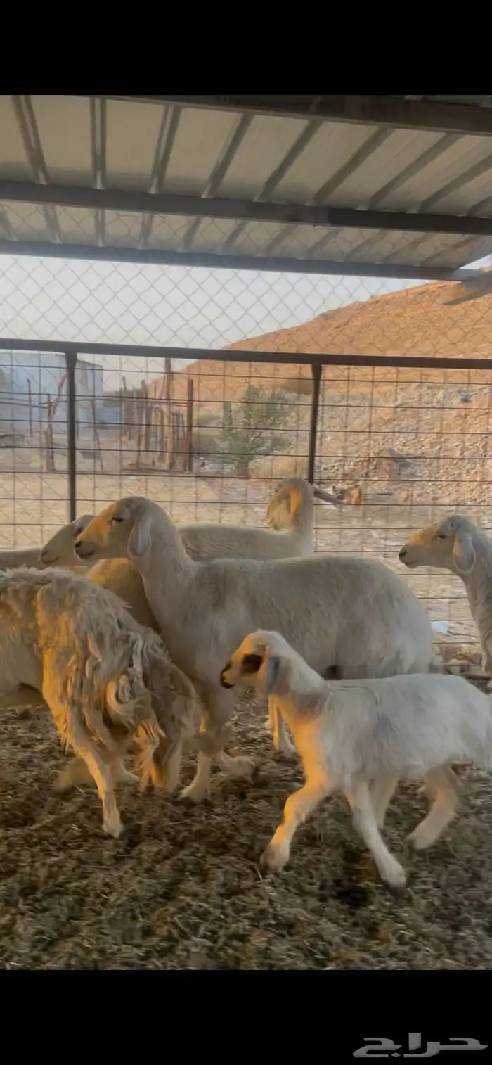 شياة حريات ثنوات وربع ووحده متبع 4