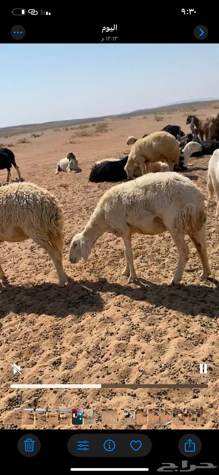 حريات مضاريع جذعات وثنوات 8