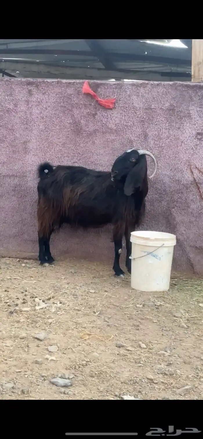 للبيع عنز صنف مشروكه تم البيع 1