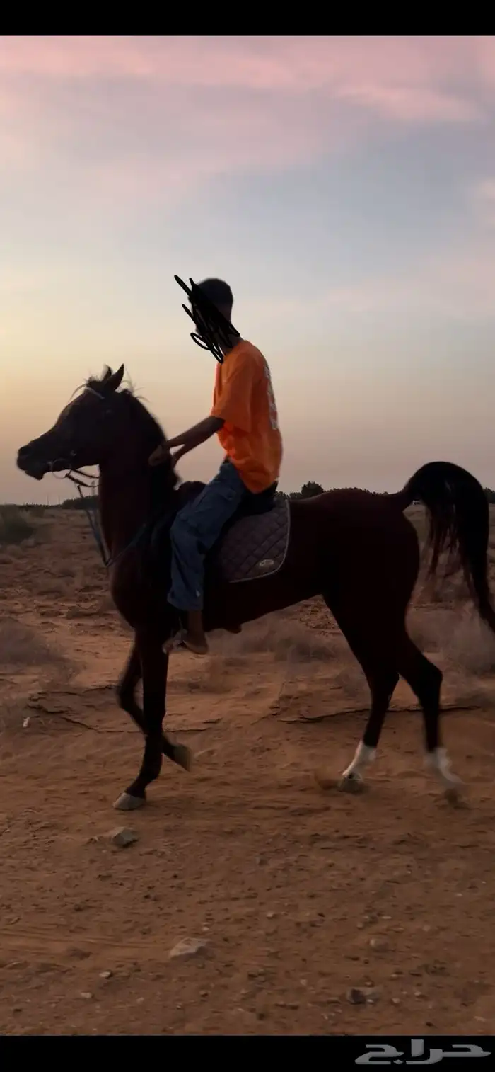 خيل عربي اصيل 2