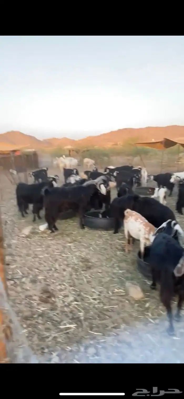 معزا مراح واحد للبيع طيبه 1