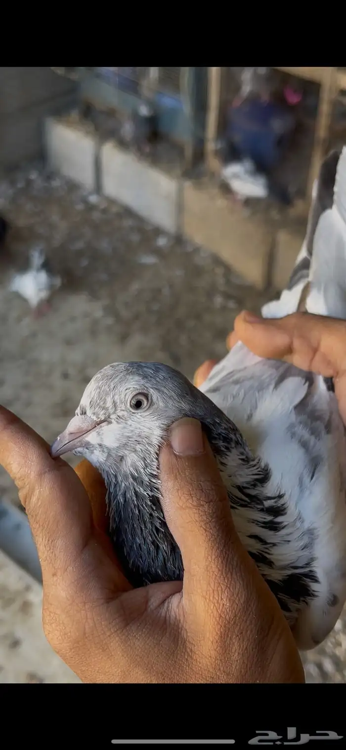 حمام بكستاني 22