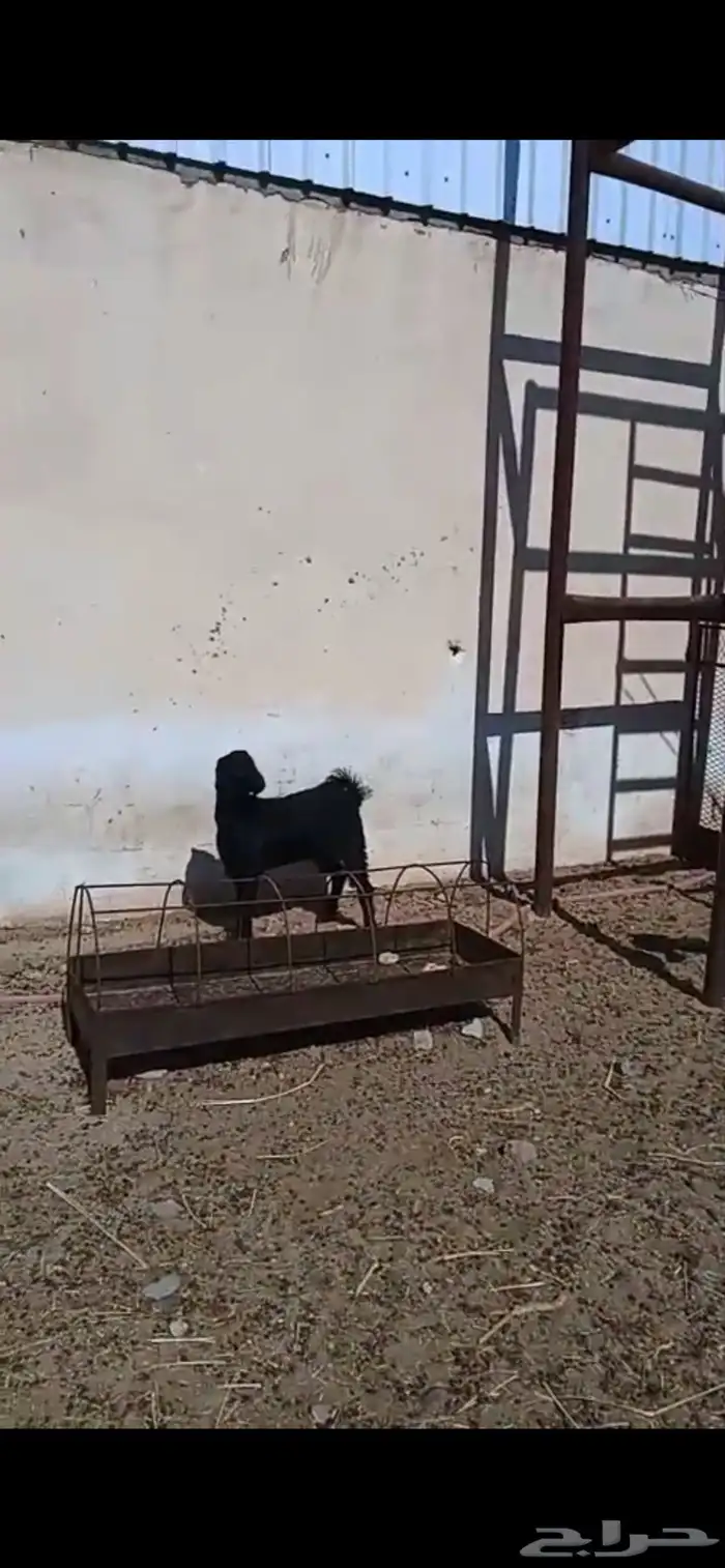 تيوس للبيع 0