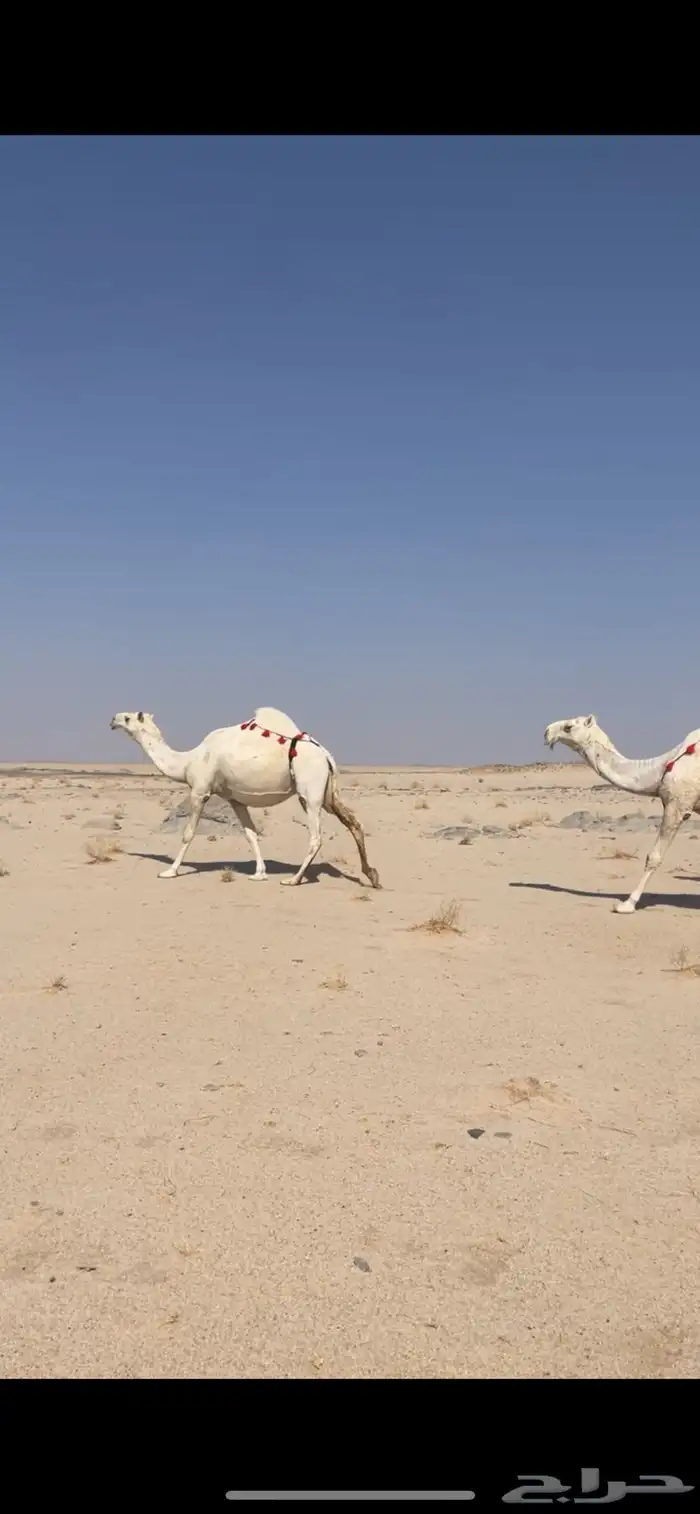 ابل وضح بمعداتها ورحولها 1