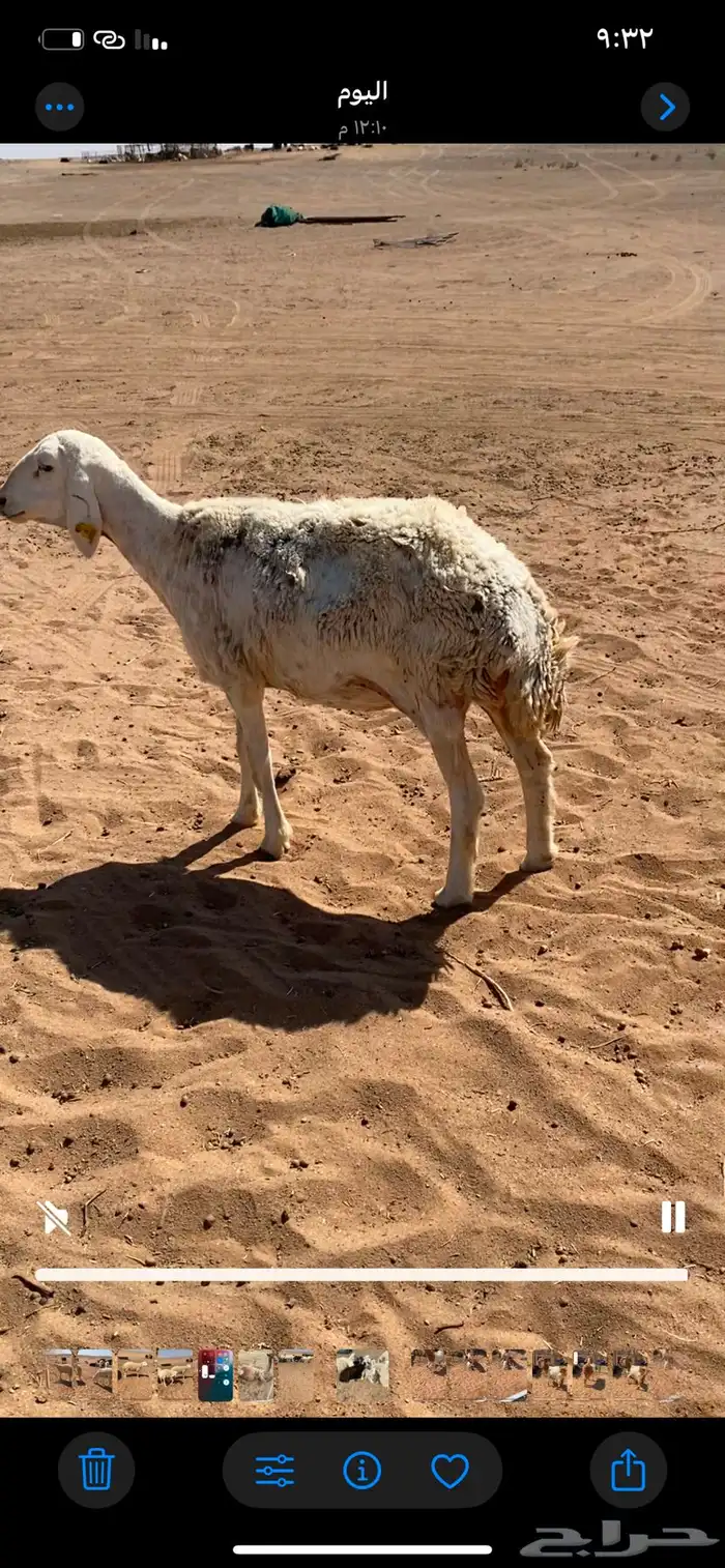 حريات مضاريع جذعات وثنوات 1