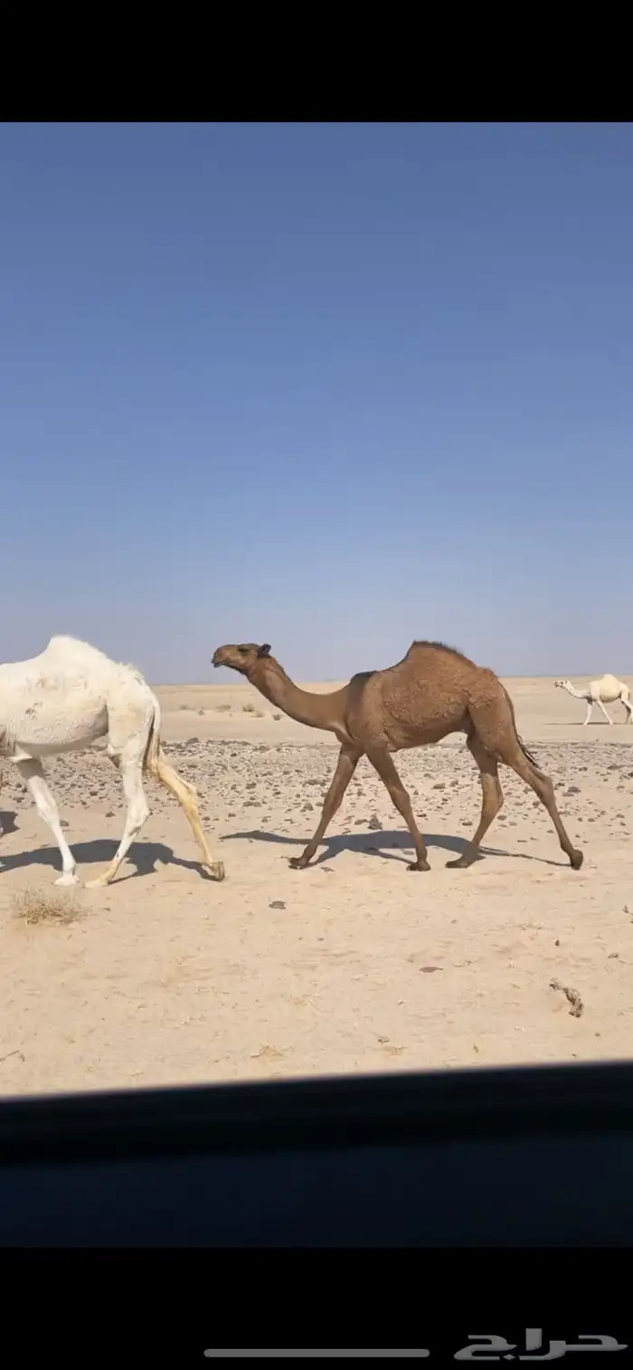ابل وضح بمعداتها ورحولها 10
