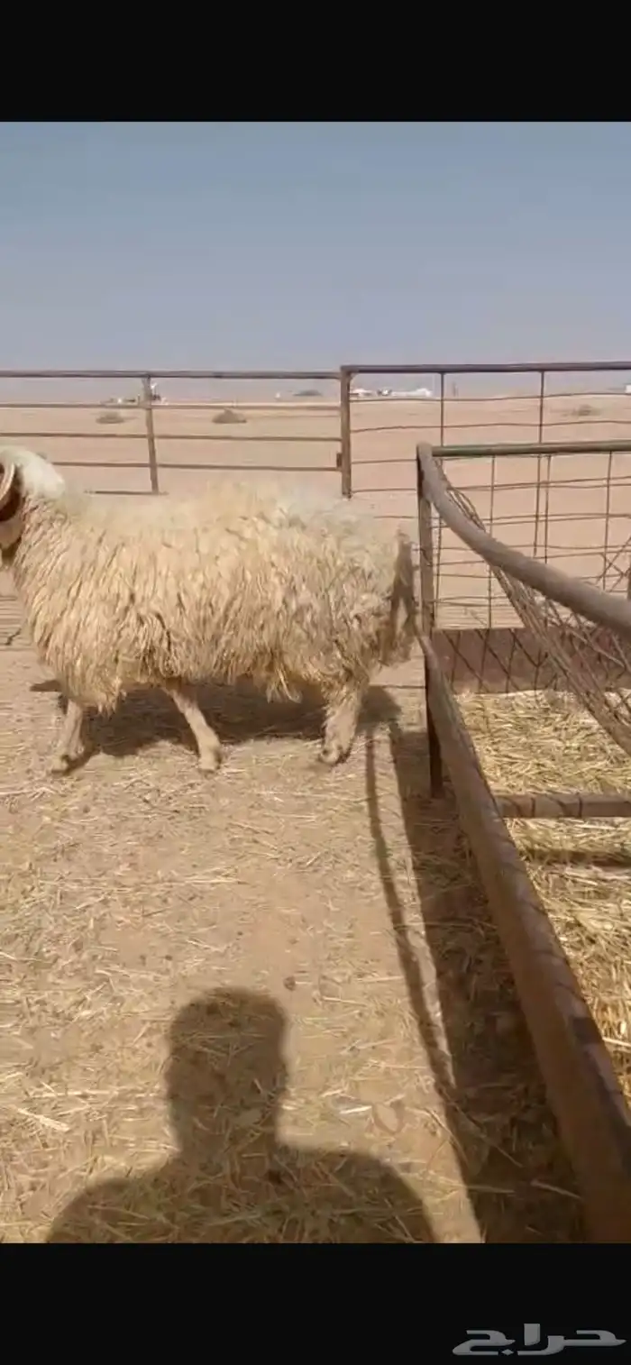 ذبايح فاخره ثلاجه تمايم ضيفه 0