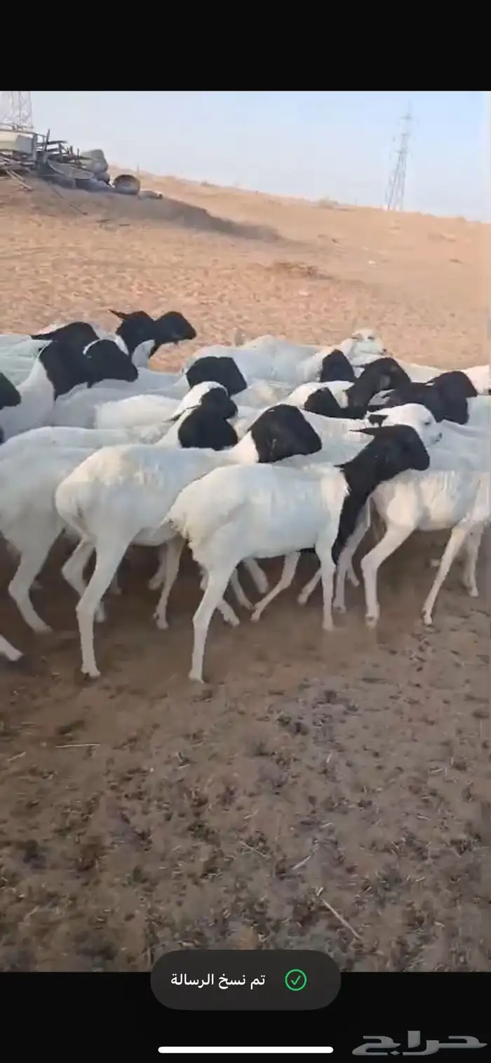 غنم برابر 3