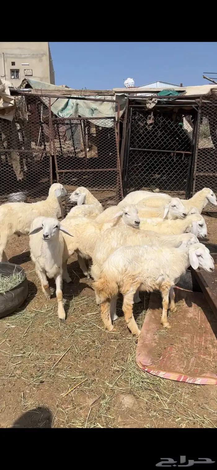 طليان ورخال 2
