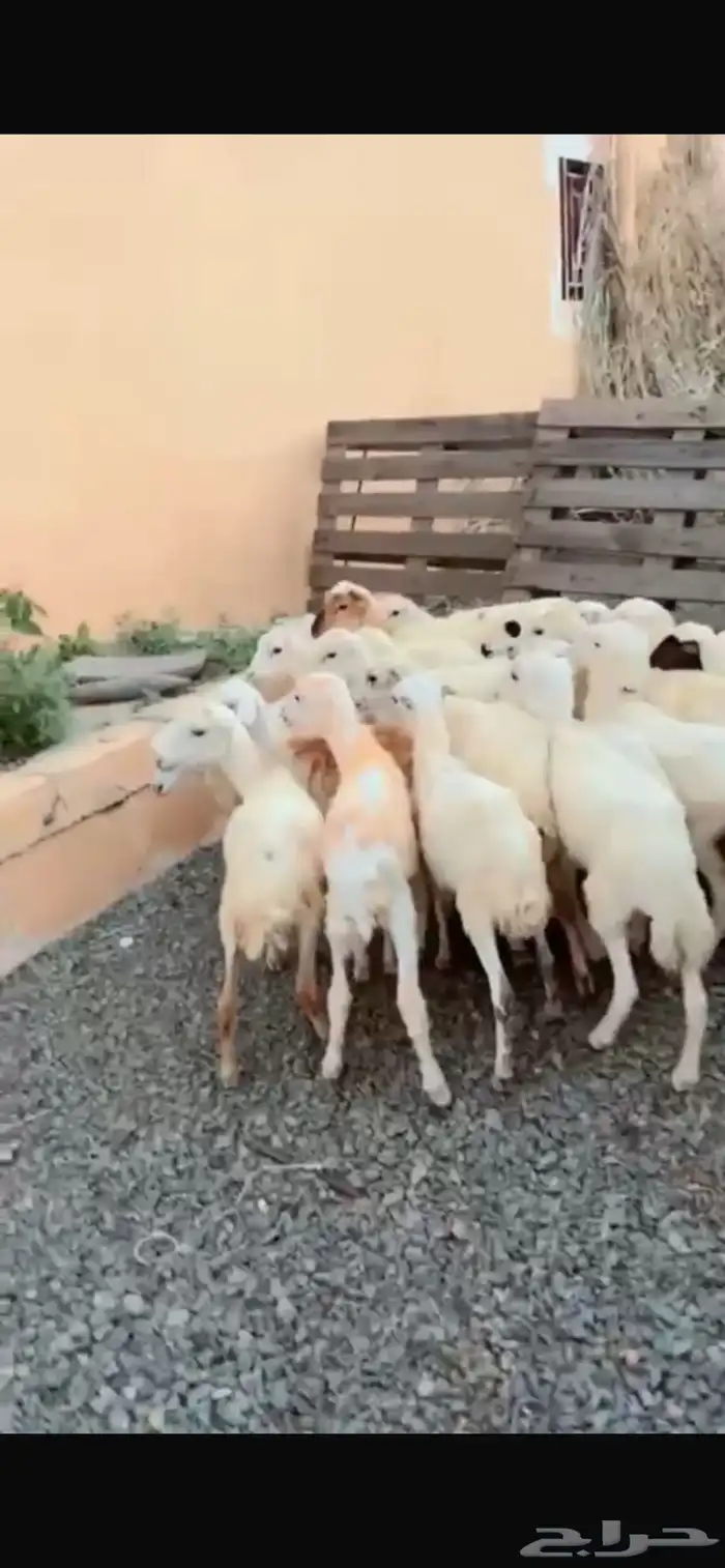 رخال رفيدية محايل عسير 1