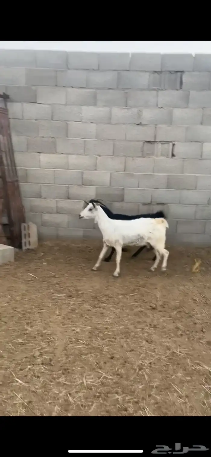 عرض معز بيشيه واحد حصب واحد مضرع اله شهرين 0